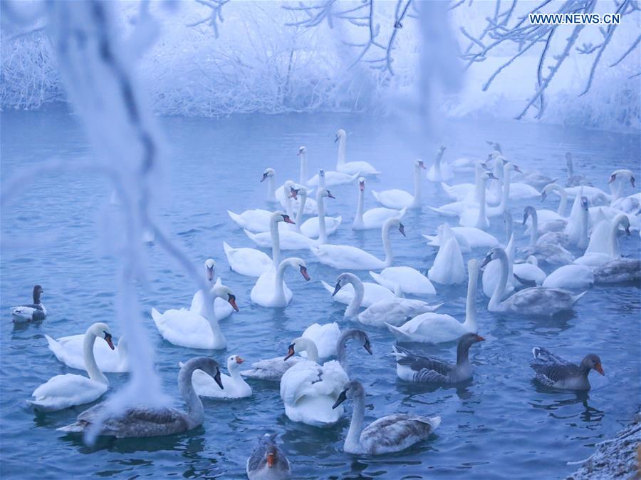 CHINA-XINJIANG-SWAN(CN)