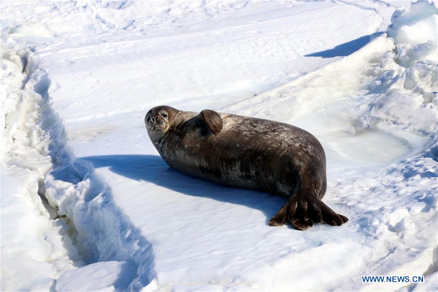 CHINA-XUELONG-ANTARCTIC EXPEDITION-ANIMALS