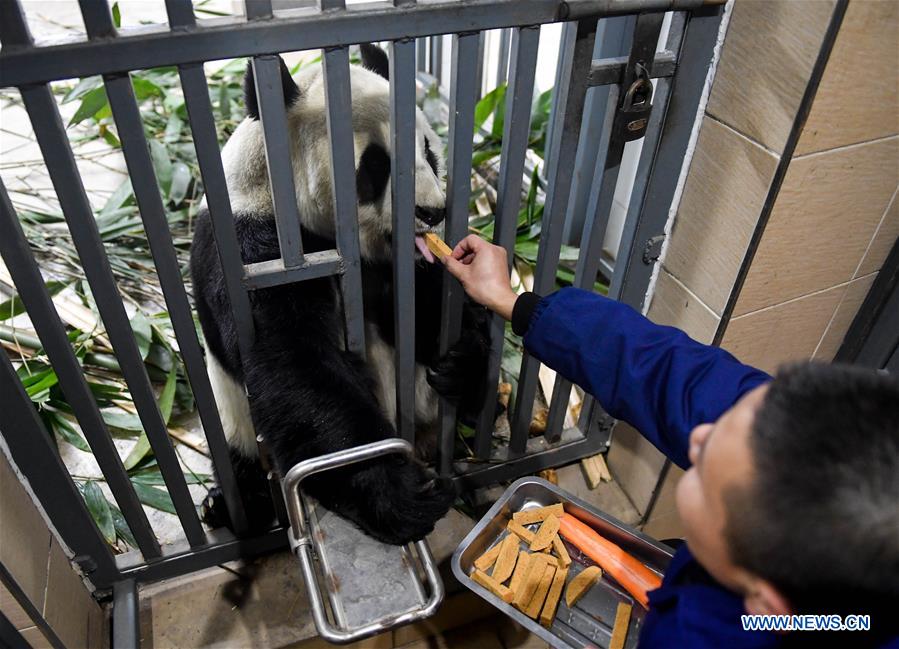 CHINA-CHANGCHUN-WINTER-GIANT PANDA (CN)