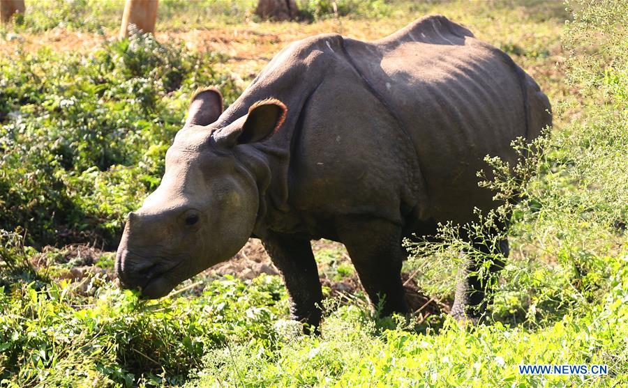 NEPAL-CHITWAN-RESCUED BABY RHINO