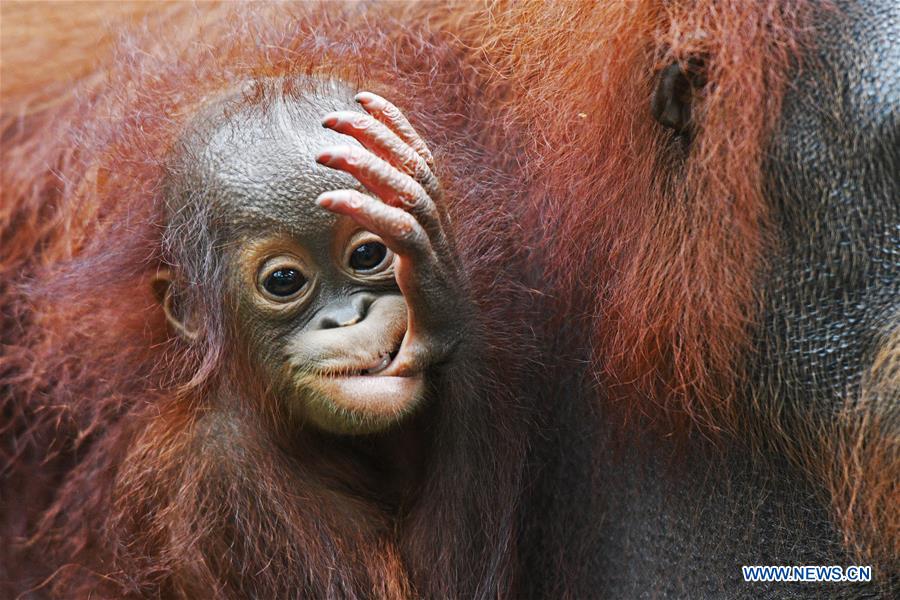 SINGAPORE-ZOO-NEWBORN ANIMALS