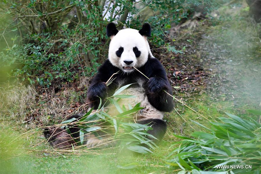 FRANCE-SAINT-AIGNAN-ZOOPARC DE BEAUVAL-PANDA BABY-YUAN MENG