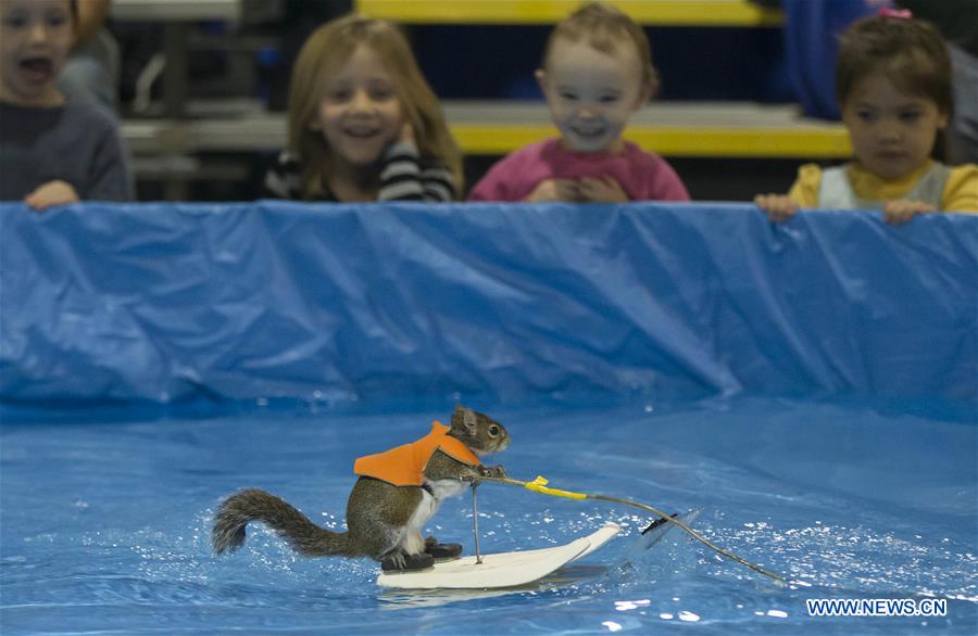 CANADA-TORONTO-SKIING SQUIRREL