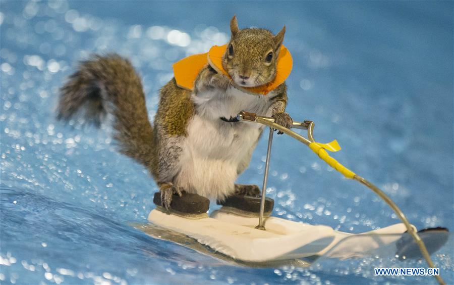 CANADA-TORONTO-SKIING SQUIRREL