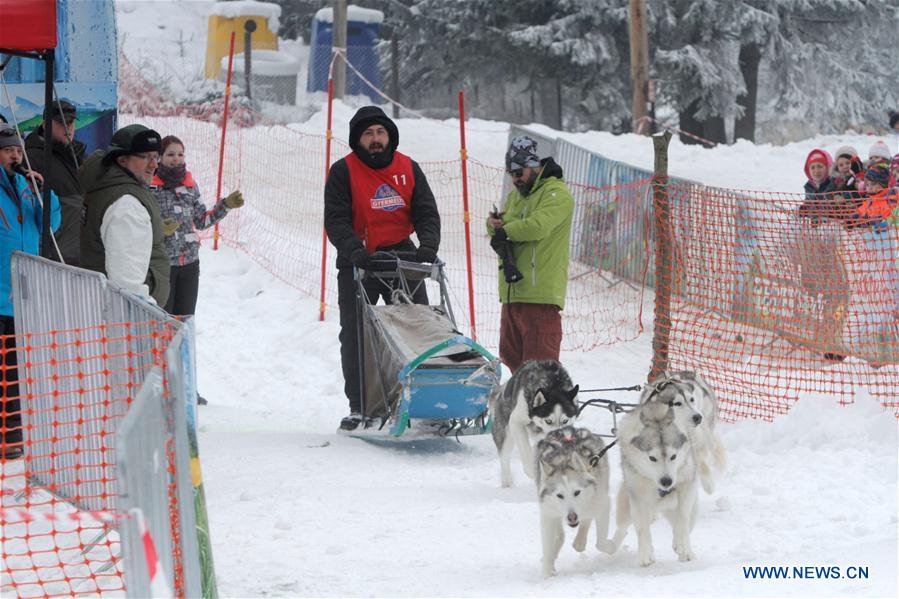 (SP)ROMANIA-BAILE TUSNAD-SLED DOG SPIRINT COMPETITION