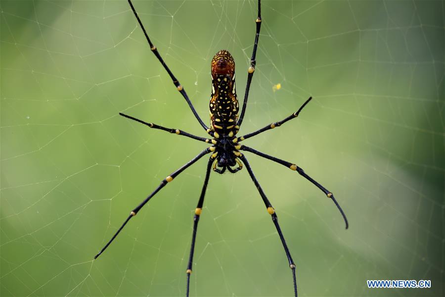 MYANMAR-NAY PYI TAW-SPIDER