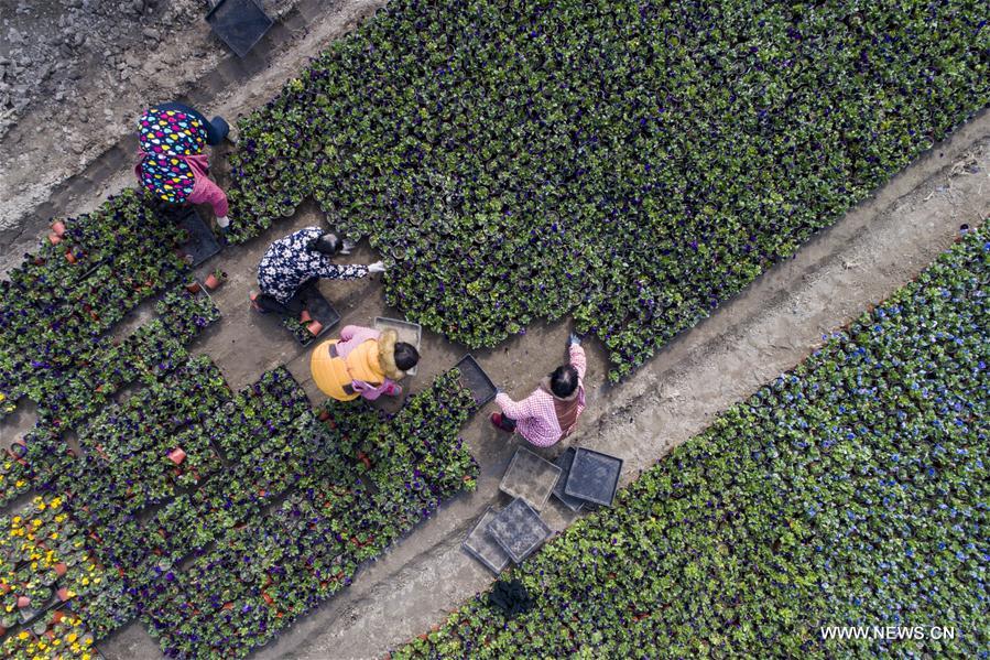 #CHINA-JIANGSU-HAI'AN-FLOWER-INDUSTRY(CN)