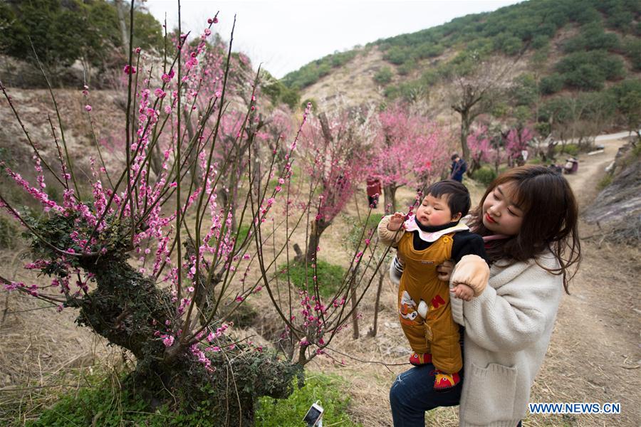 CHINA-ZHEJIANG-XIANJU-PLUM BLOSSOMS (CN)