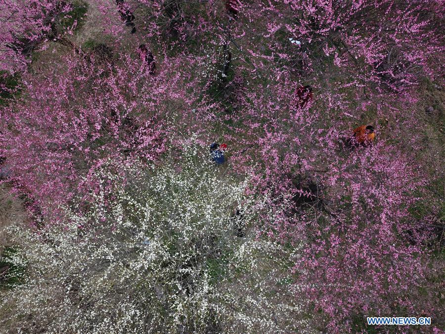 CHINA-ZHEJIANG-XIANJU-PLUM BLOSSOMS (CN)