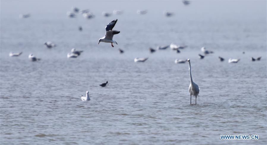 CHINA-HUNAN-EAST DONGTING LAKE-MIGRANT BIRDS (CN)