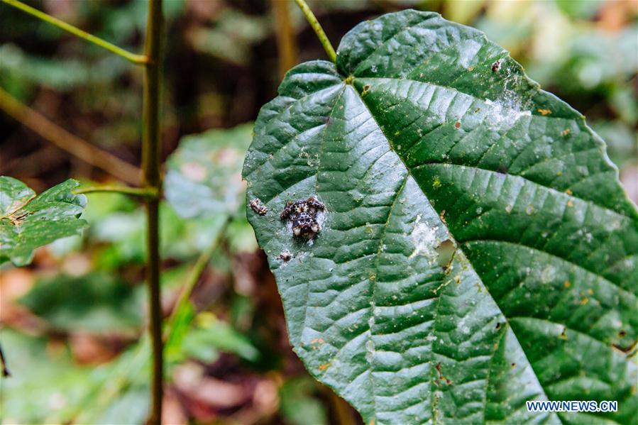 MALAYSIA-SARAWAK-GUNUNG GADING NATIONAL PARK