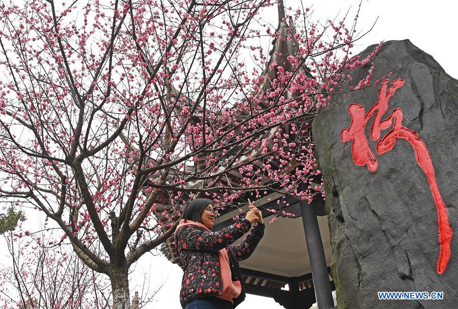 CHINA-JIANGXI-RED PLUM-BLOSSOM (CN)