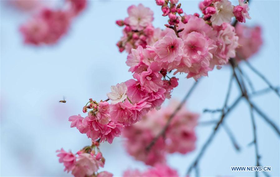 CHINA-YUNNAN-KUNMING-CHERRY BLOSSOM (CN)