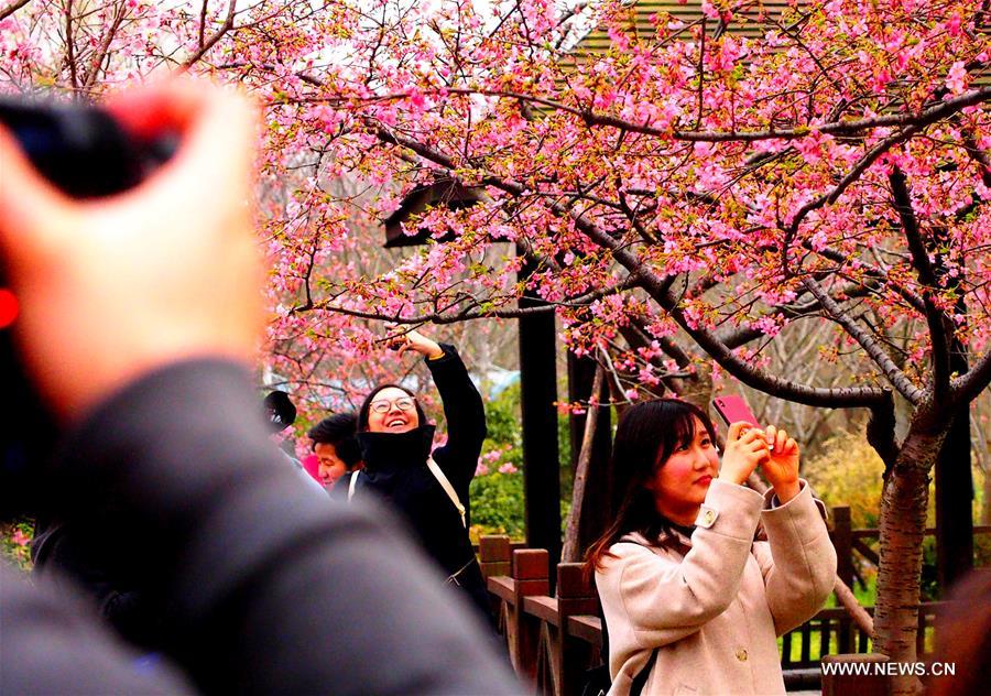 CHINA-SHANGHAI-CHERRY BLOSSOMS-FESTIVAL (CN)