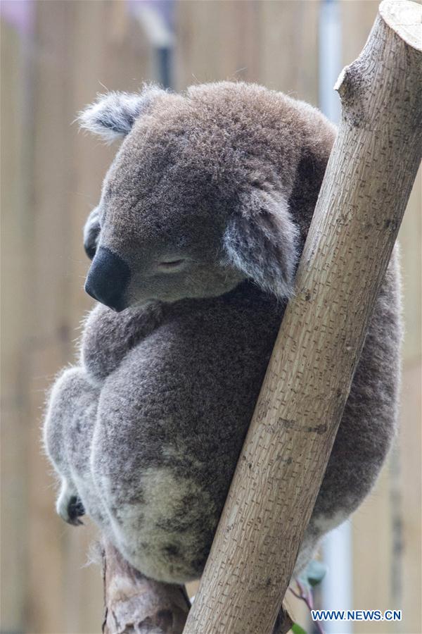 #CHINA-NANJING-KOALAS (CN)