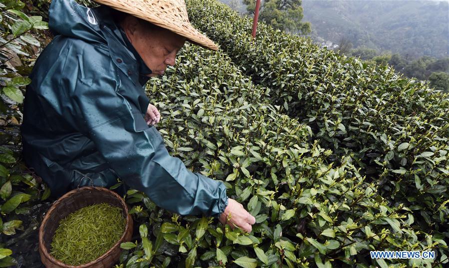 #CHINA-ZHEJIANG-TEA-HARVEST (CN)