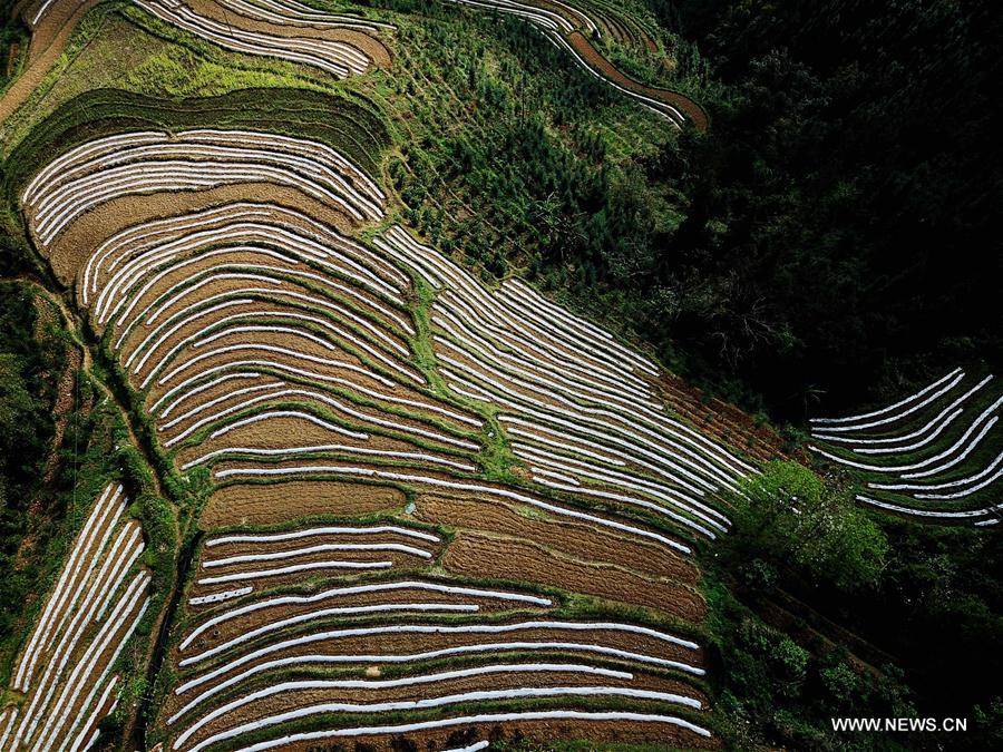 CHINA-GUANGXI-FIELDS-SPRING VIEW(CN)