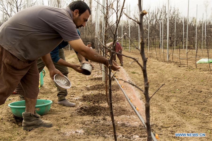 INDIAN-CONTROLLED KASHMIR-SRINAGAR-FARMING