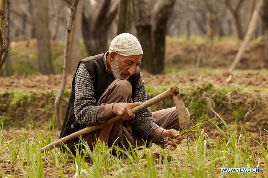 INDIAN-CONTROLLED KASHMIR-SRINAGAR-FARMING