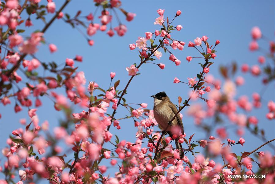 #CHINA-SPRING VIEWS (CN)