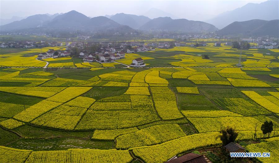 CHINA-SHAANXI-HANZHONG-RAPESEED FLOWER (CN)