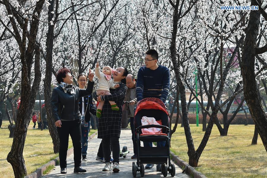 CHINA-SHANXI-FENYANG-APRICOT FLOWERS(CN)