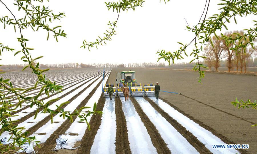 #CHINA-XINJIANG-COTTON-SEEDING (CN)