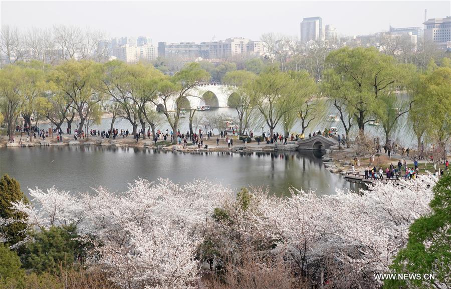 CHINA-BEIJING-CHERRY BLOSSOMS (CN)