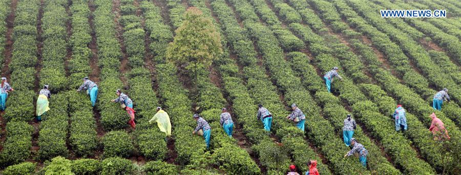 #CHINA-SPRING-TEA PICKING (CN)