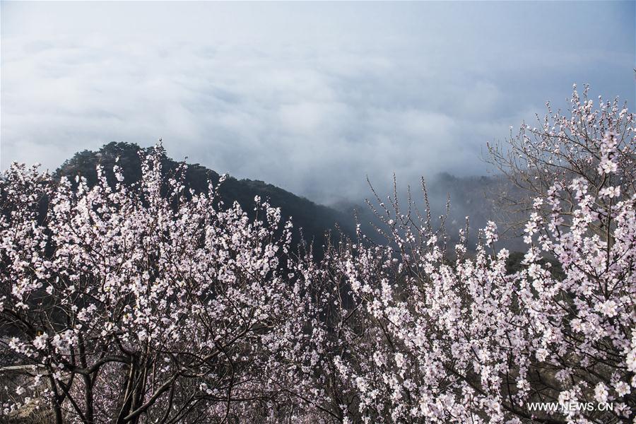 # CHINA-TIANJIN-MOUNTAIN-FLOWER(CN)