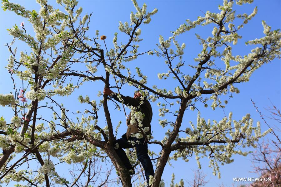 #CHINA-SPRING-FARM WORK (CN)