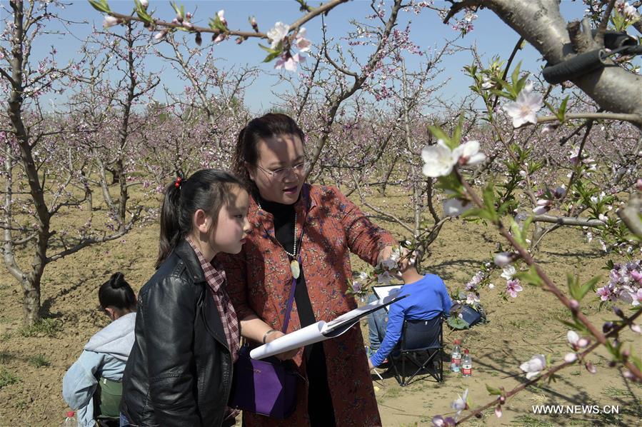 CHINA-HEBEI-PEACH FIELD-ART LESSON (CN)