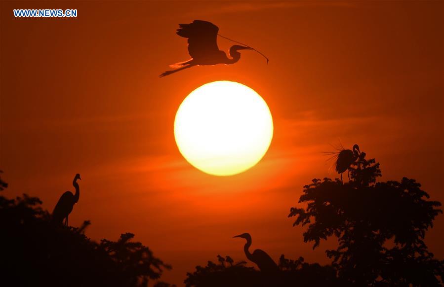 CHINA-JIANGXI-NANCHANG-EGRETS (CN)