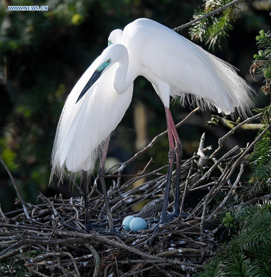 CHINA-JIANGXI-NANCHANG-EGRETS (CN)