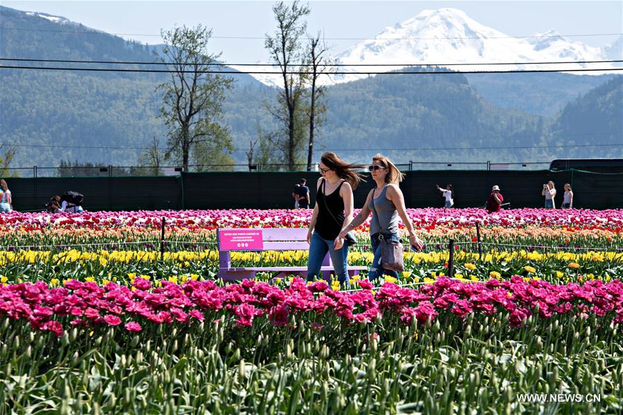 CANADA-ABBOTSFORD-BLOOM TULIP FESTIVAL