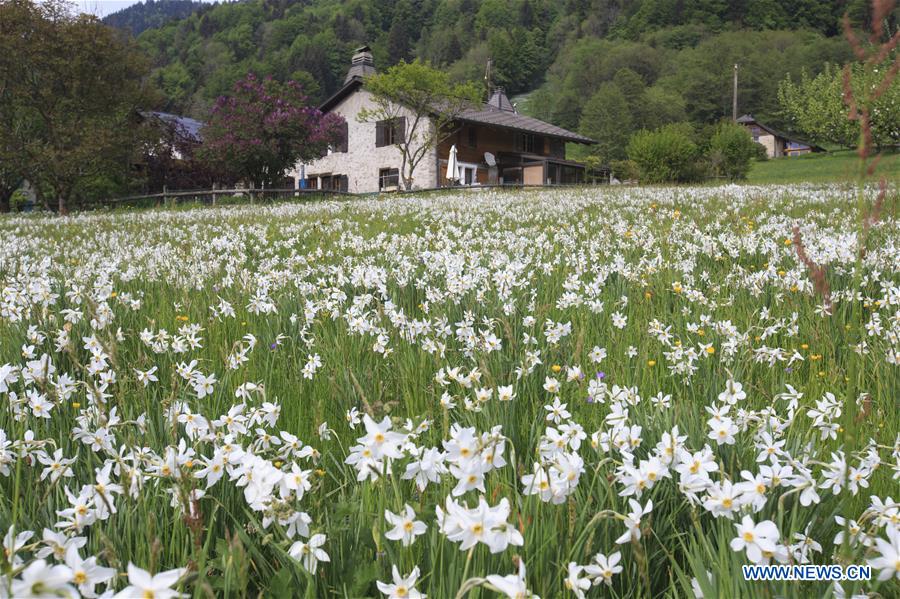 SWITZERLAND-MONTREUX-NARCISSI-BLOOM