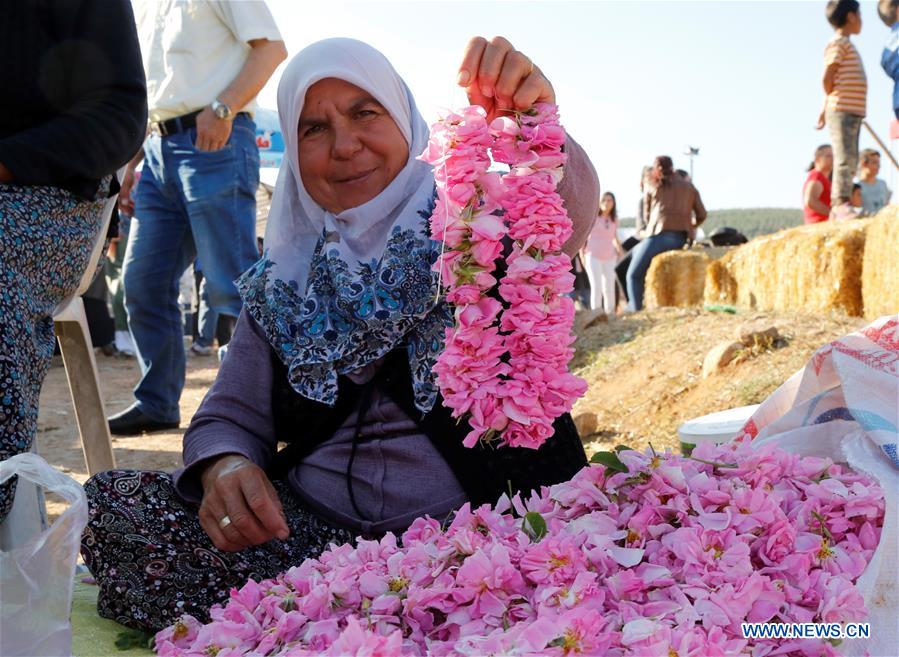 TURKEY-ISPARTA-ROSE-HARVEST