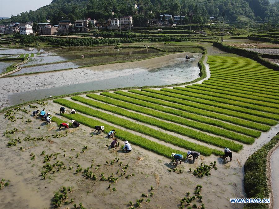 #CHINA-GUIZHOU-ZUNYI-FARM (CN)