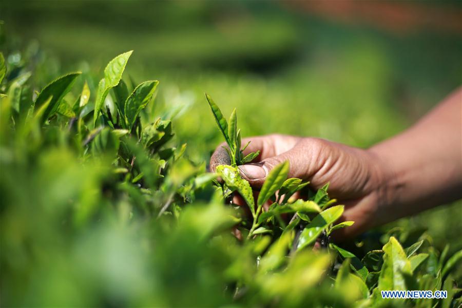 #CHINA-TEA GARDEN-HARVEST (CN)