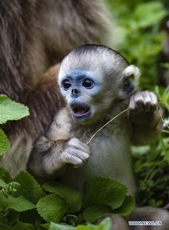 CHINA-HUBEI-SHENNONGJIA-GOLDEN MONKEY (CN)