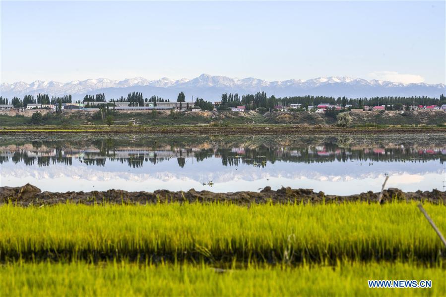 CHINA-XINJIANG-ILI-AGRICULTURE(CN)