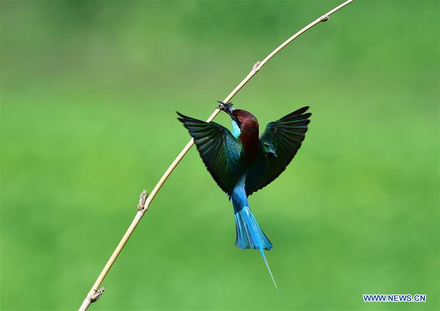 CHINA-FUJIAN-ENVIRONMENT-WILD BIRD (CN)