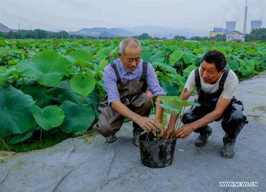 CHINA-ZHEJIANG-LOTUS-FLOWER INDUSTRY (CN)