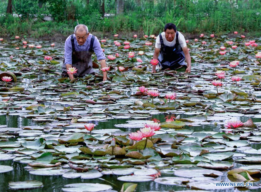 CHINA-ZHEJIANG-LOTUS-FLOWER INDUSTRY (CN)