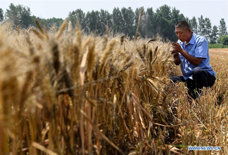 CHINA-HENAN-TAXI DRIVER-WHEAT HARVEST (CN)