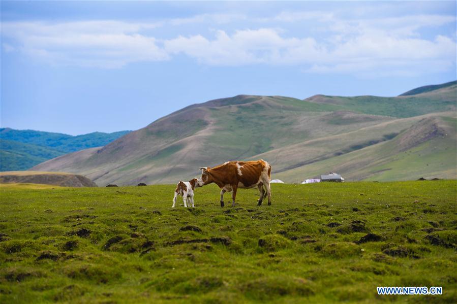 CHINA-INNER MONGOLIA-CHIFENG-GRASSLAND (CN)