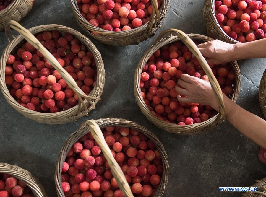 CHINA-ZHEJIANG-SHAOXING-WAXBERRY-HARVEST (CN)