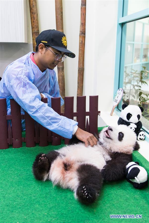 MALAYSIA-KUALA LUMPUR-PANDA-FEEDER