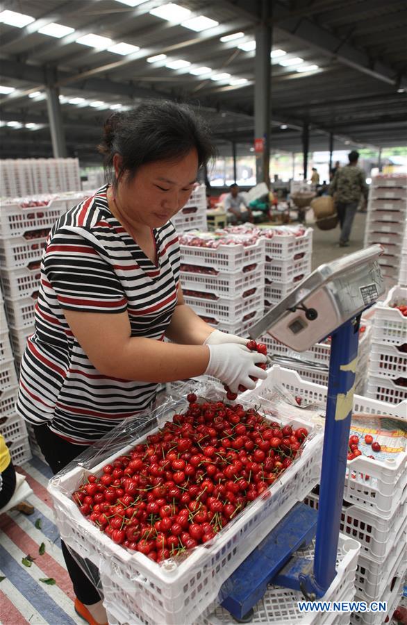 CHINA-SHANDONG-YANTAI-CHERRY PLANTING (CN)