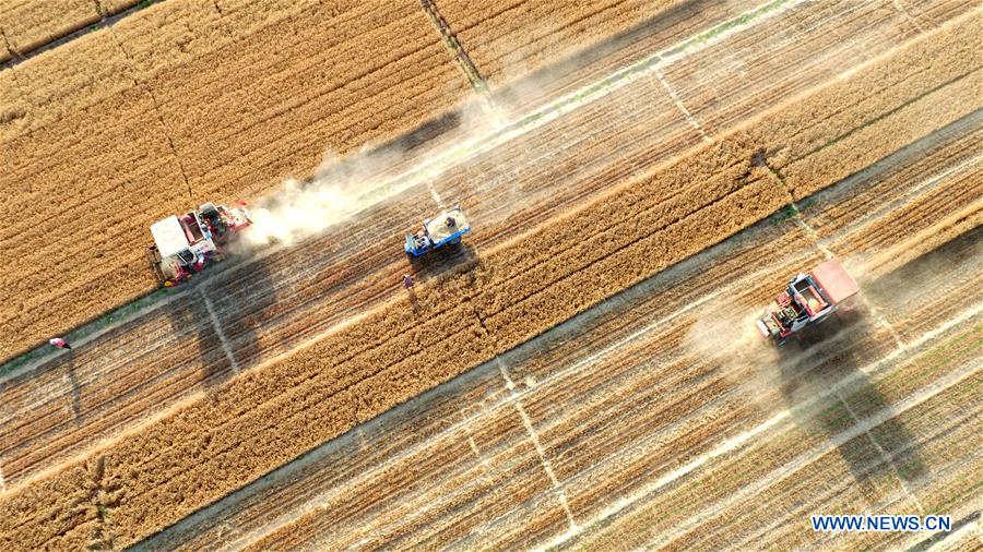 CHINA-HEBEI-SHIJIAZHUANG-WHEAT HARVEST (CN)